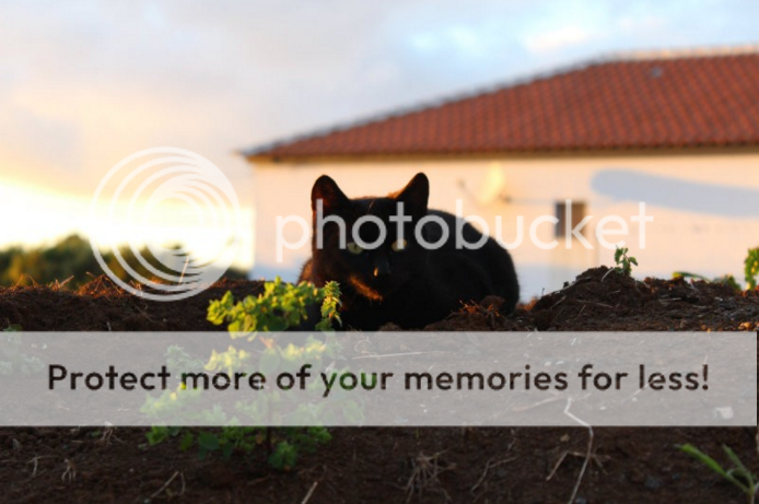 photo 01_zpswutlyirq.png