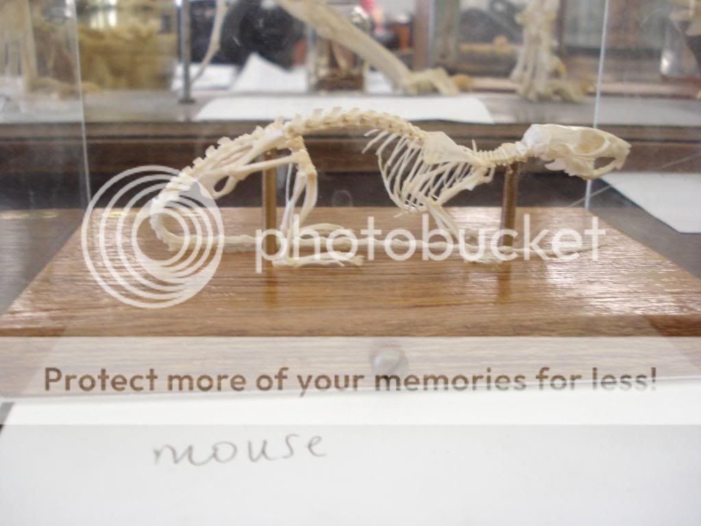 a mouse skeleton