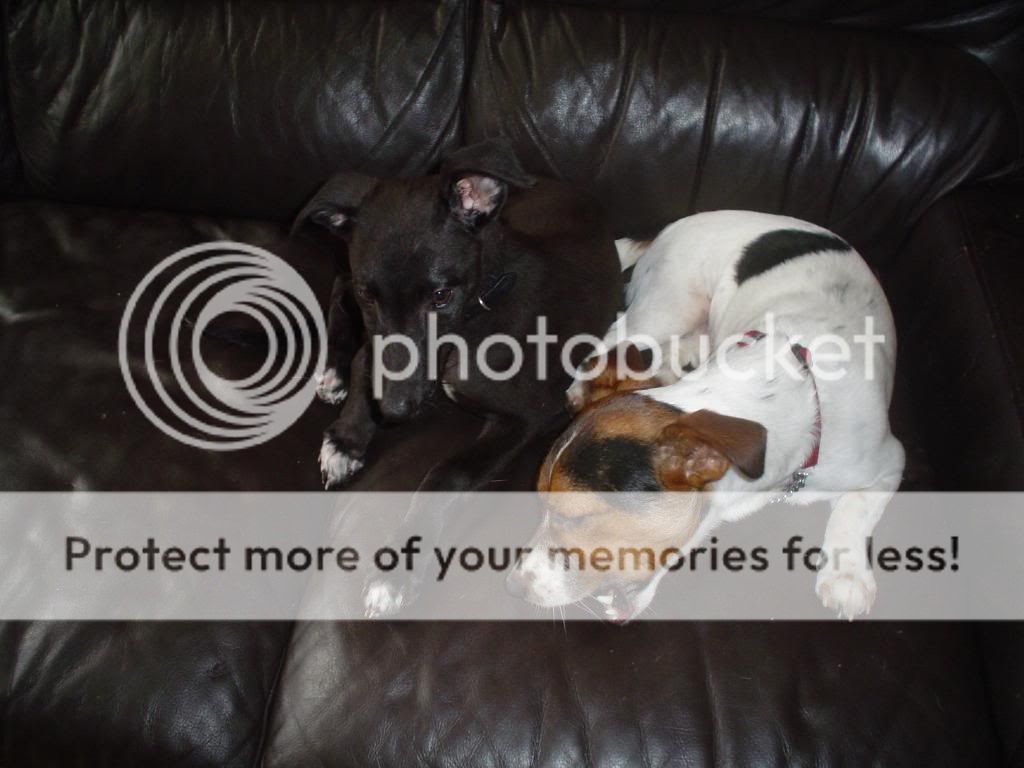 2dugs1bone.jpg