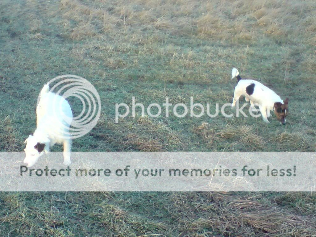 cheekoandholly.jpg