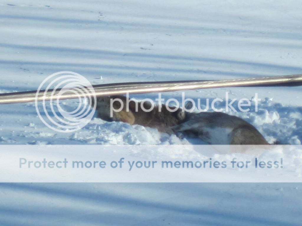 Posted Image