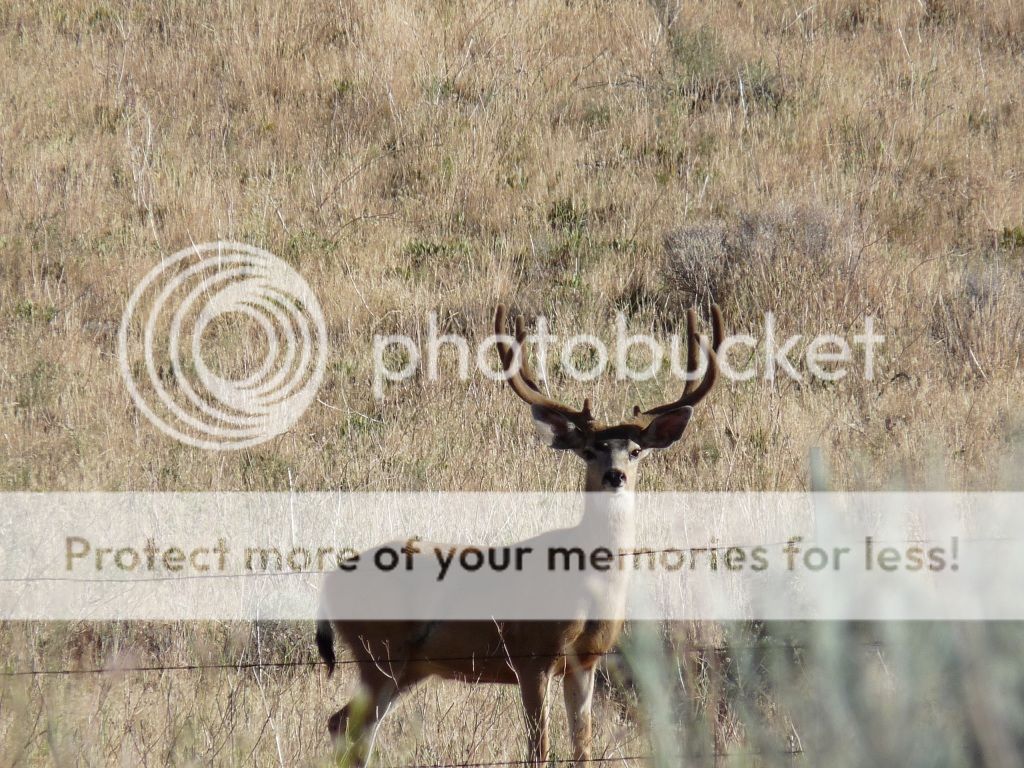 Posted Image