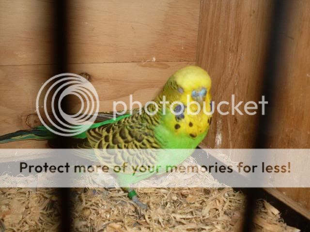 Birdpics002.jpg