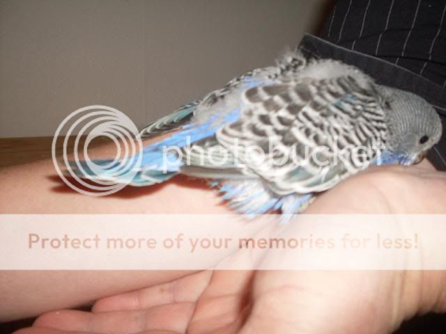 Birdpics012-1.jpg