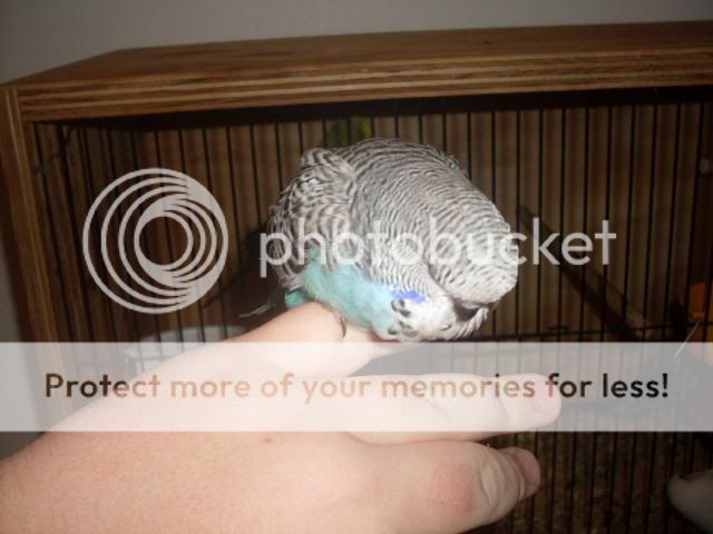 Birdpics016-2.jpg