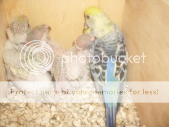 Birdpics018-2.jpg