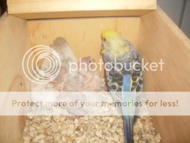Birdpics019-2.jpg