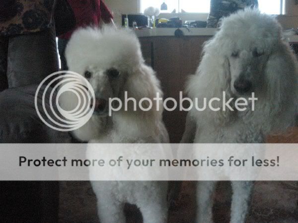 garwey poodles