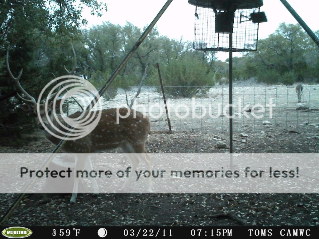 Axis Buck Age & Score Community Discussion Forums