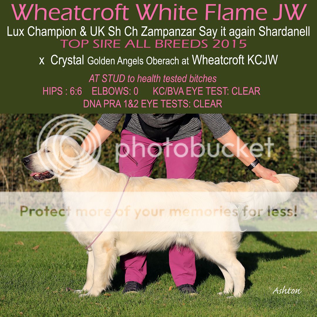 k9 data golden retriever