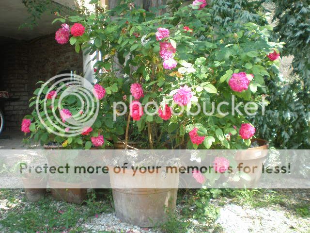 rose in vaso rose in vaso