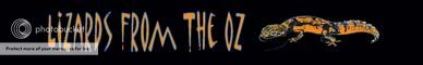Lizards From The OZ
